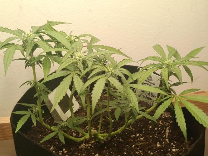 Special Queen Auto 1. Week 8
