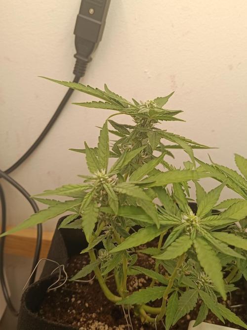 La supersiste. Week 9