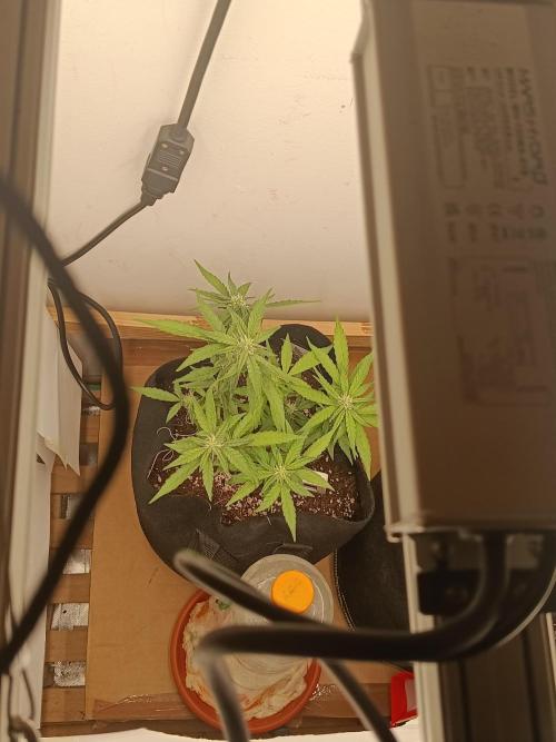La supersiste. Week 9
