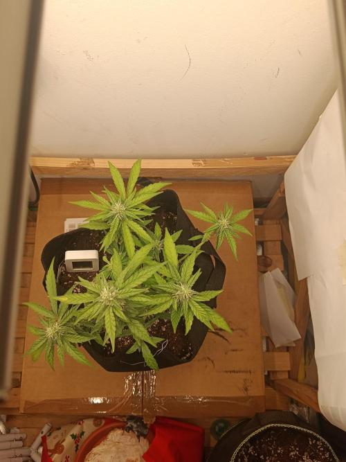 La supersiste. Week 10