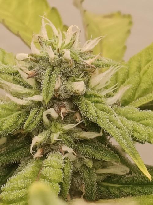 La supersiste. Week 10