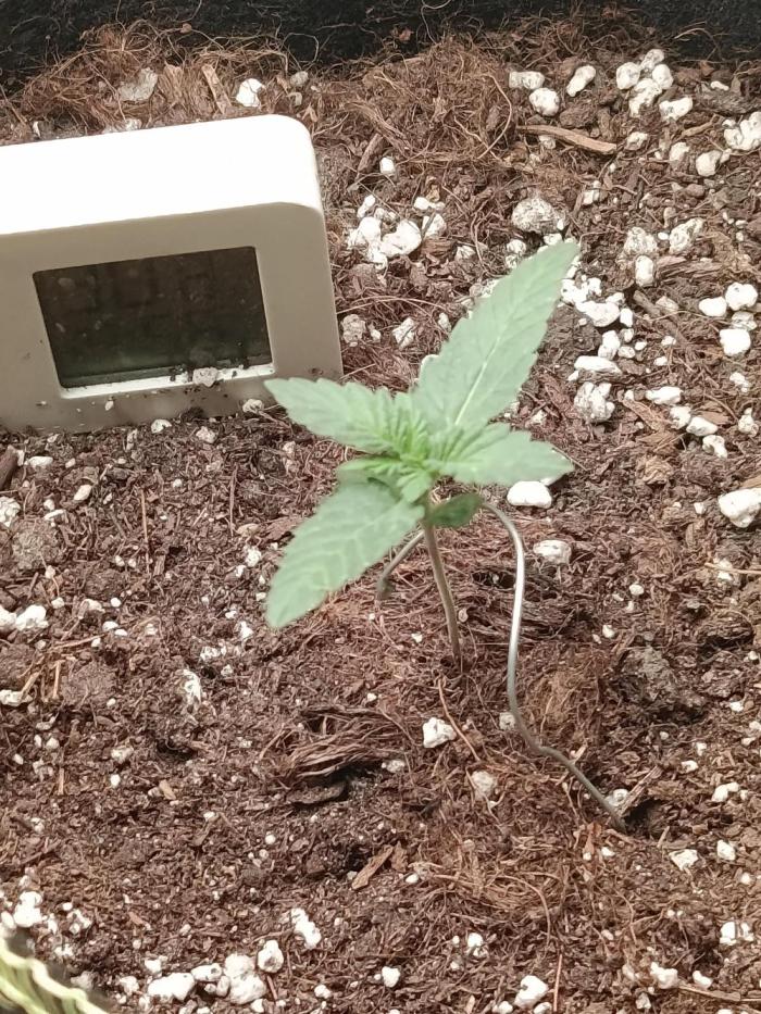 weddingcake. Week 0