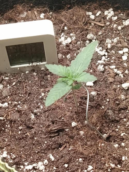 piantana 40cm. Week 0