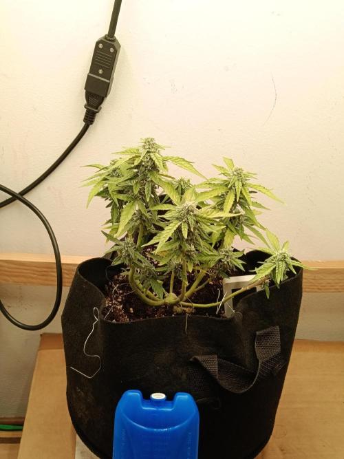 Special Queen Auto 1. Week 11