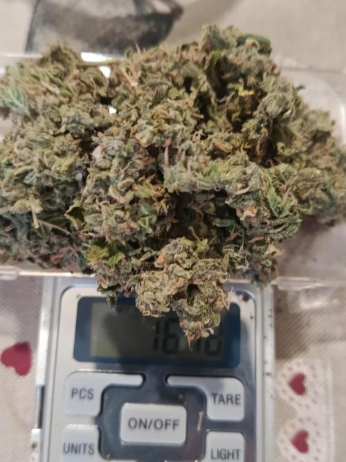 Special Queen Auto 1. Week 12