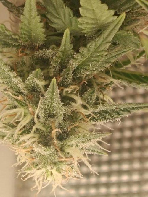 weddingcake. Week 8