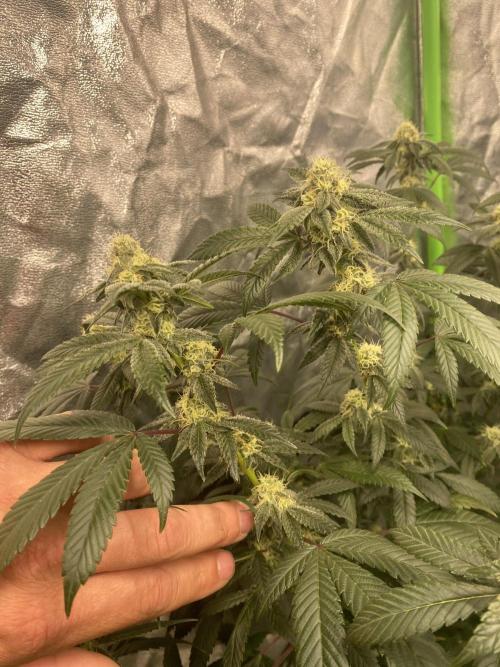 Ego Checker- Green Dragon. Week 5