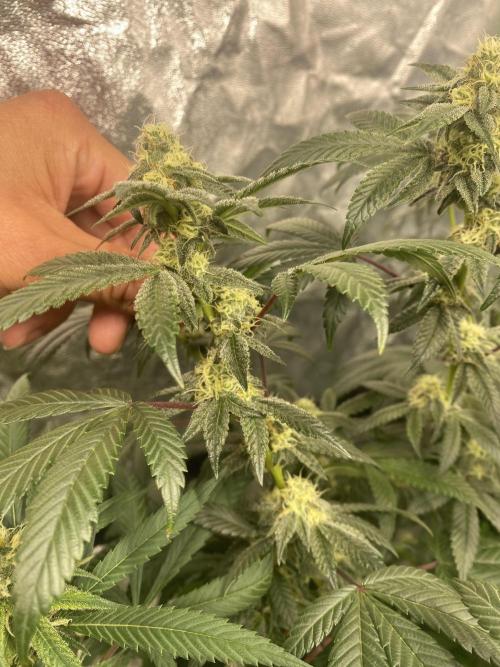 Ego Checker- Green Dragon. Week 5