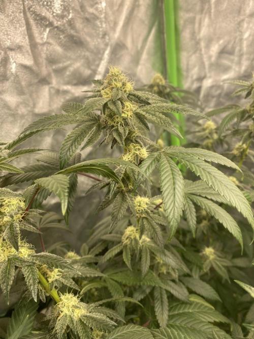 Ego Checker- Green Dragon. Week 5
