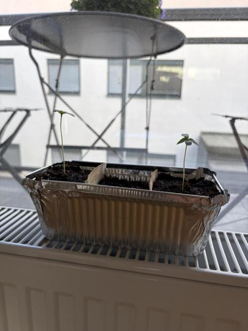 Auto with very rough start. Week 0 - 3 seeds planted. Starting growing by the window. This caused stretching early. 