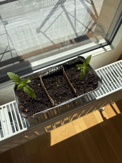 Auto with very rough start. Week 0 - A couple of days go by and the seed in the middle seems hopeless.