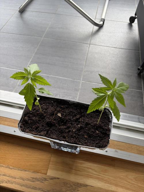 Auto with very rough start. Week 2 - Middle plant eliminated.