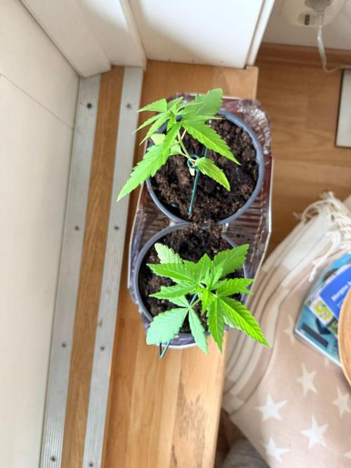 Auto with very rough start. Week 2 - Moving into a bigger pot with drainage 