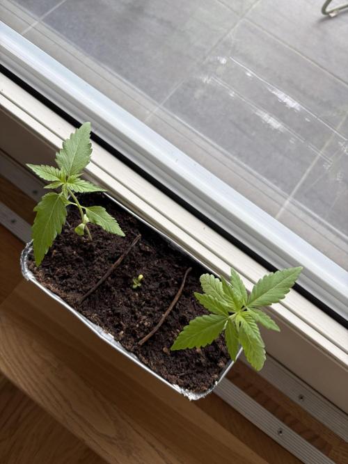 Auto with very rough start. Week 1