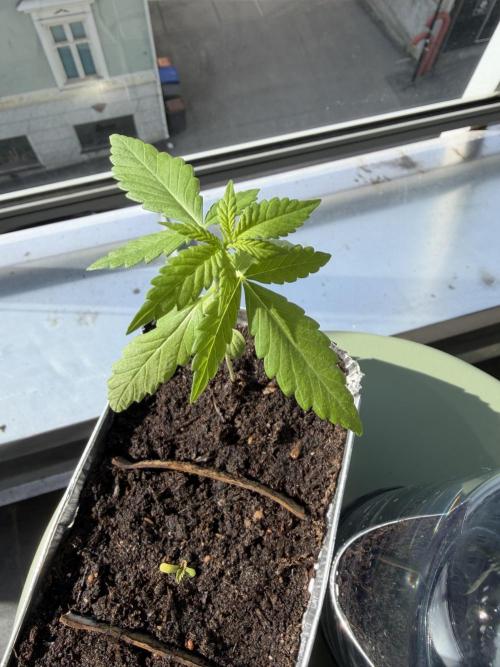 Auto with very rough start. Week 1