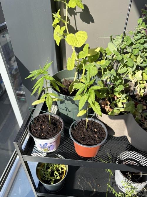 Auto with very rough start. Week 4