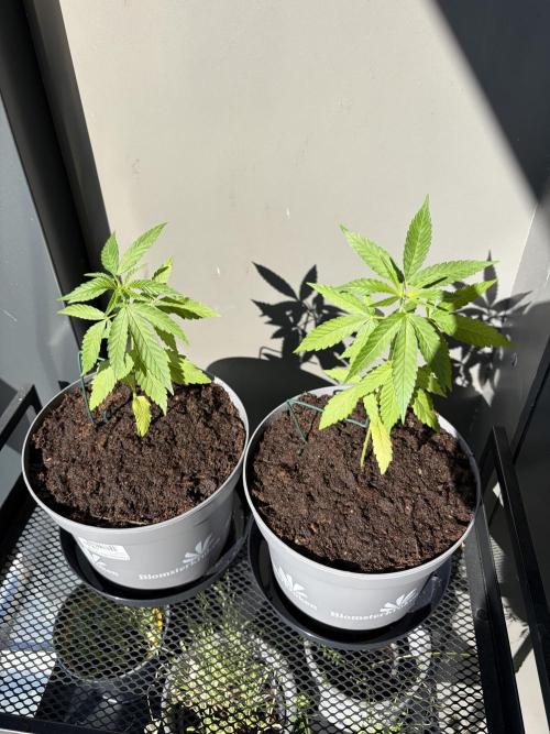 Auto with very rough start. Week 4