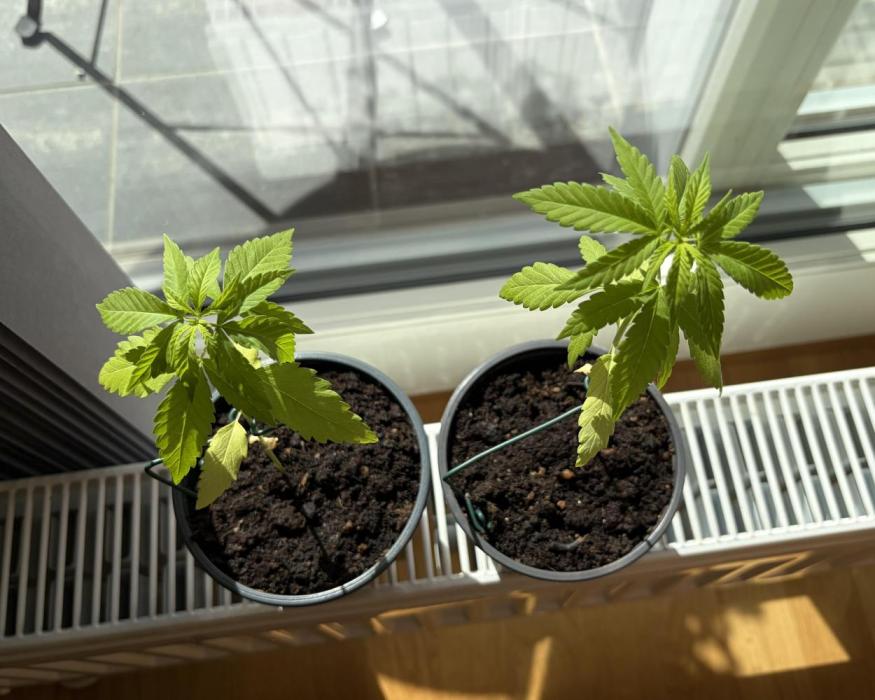 Auto with very rough start. Week 3