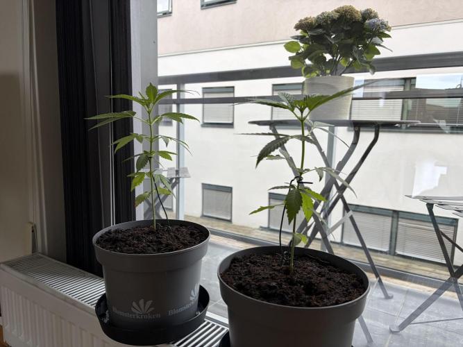 Auto with very rough start. Week 5 - These are still some skinny sticks deprived from sunlight