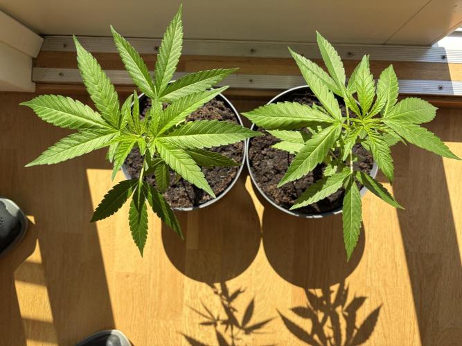 Auto with very rough start. Week 5 - I stopped rotating them all the time (which was an effort to straighten the top)