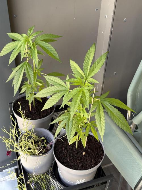 Auto with very rough start. Week 6
