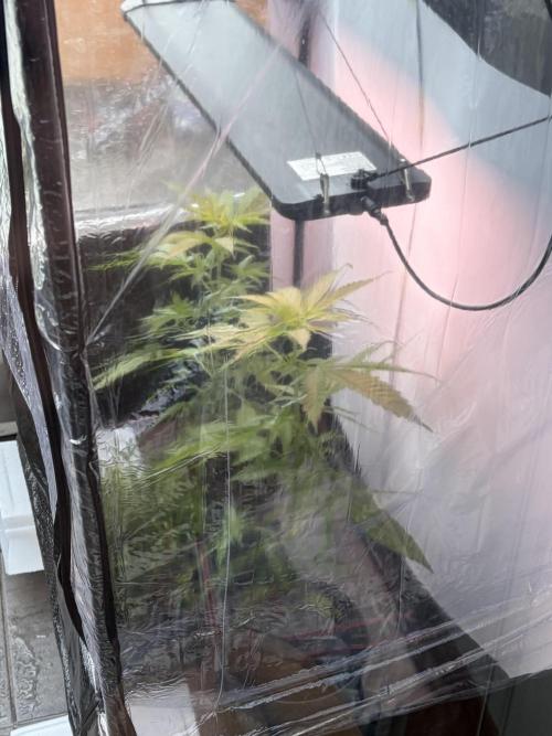 Auto with very rough start. Week 7