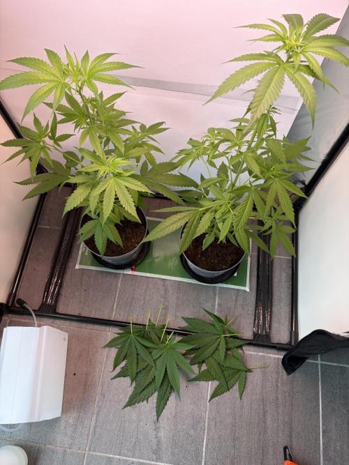 Auto with very rough start. Week 8
