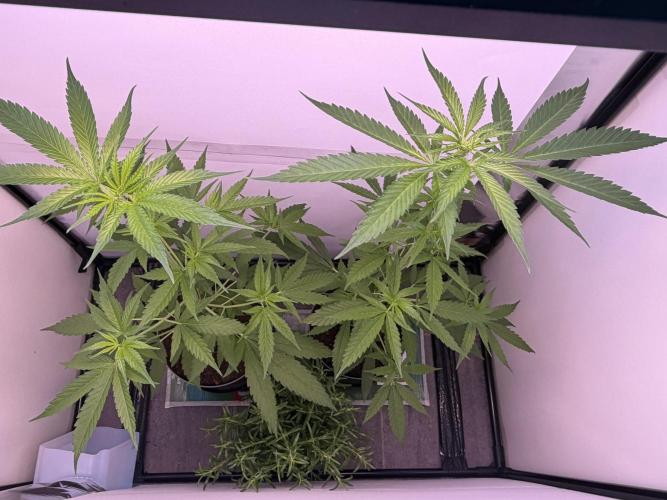 Auto with very rough start. Week 8