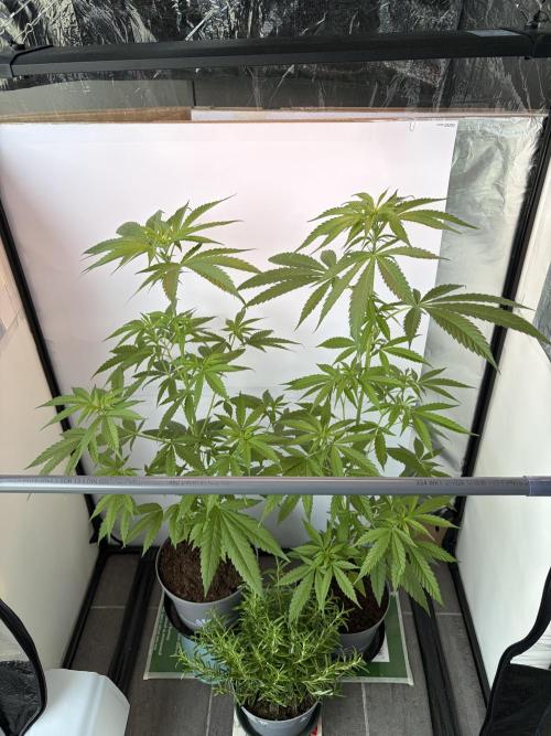 Auto with very rough start. Week 9