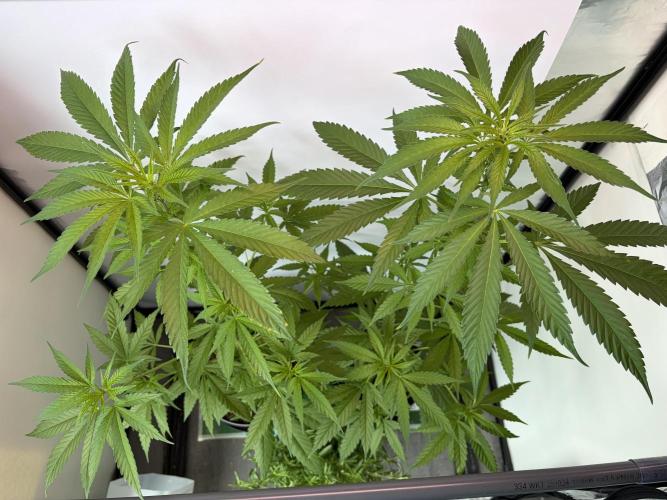Auto with very rough start. Week 9