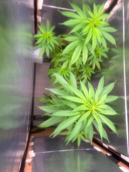 Auto with very rough start. Week 10