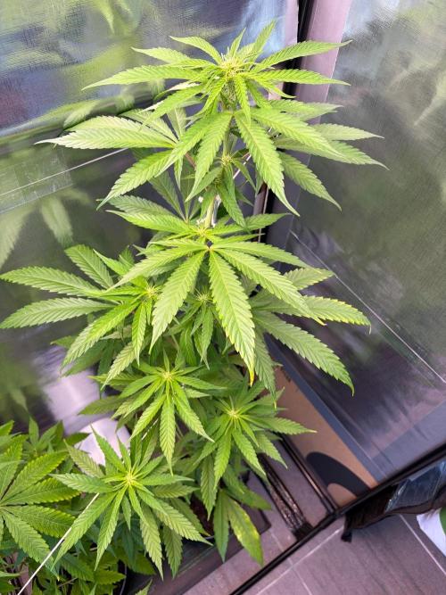 Auto with very rough start. Week 11