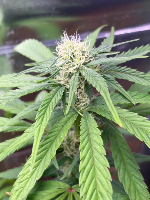 Auto with very rough start. Week 12