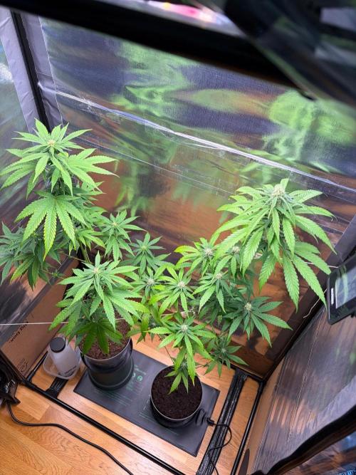 Auto with very rough start. Week 12