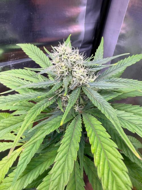 Auto with very rough start. Week 13