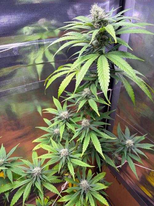 Auto with very rough start. Week 13