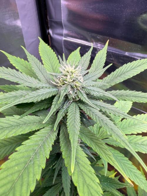 Auto with very rough start. Week 13