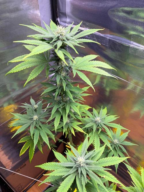 Auto with very rough start. Week 13