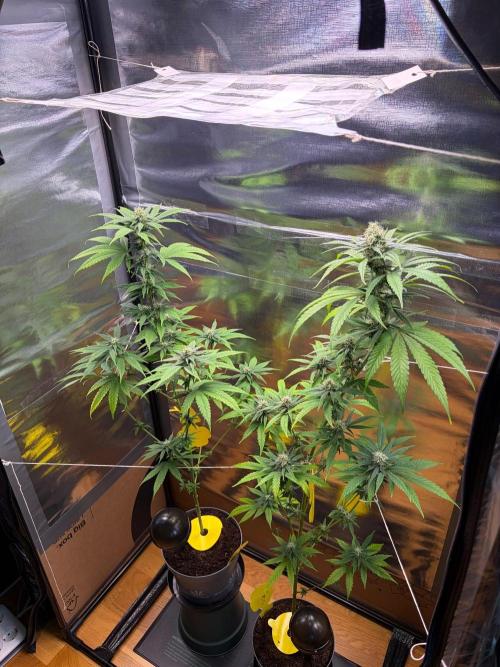 Auto with very rough start. Week 13