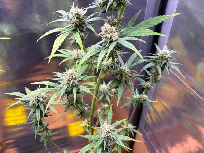 Auto with very rough start. Week 14