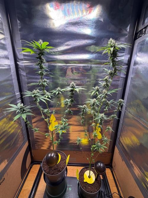 Auto with very rough start. Week 14