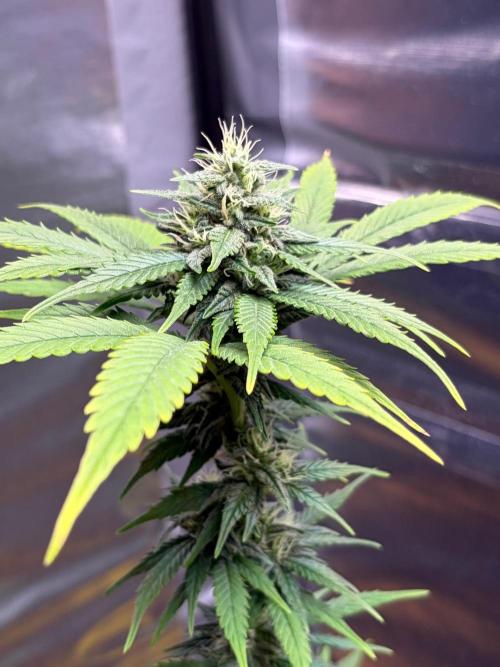 Auto with very rough start. Week 14