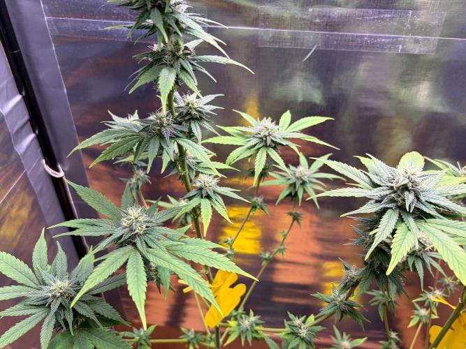 Auto with very rough start. Week 14