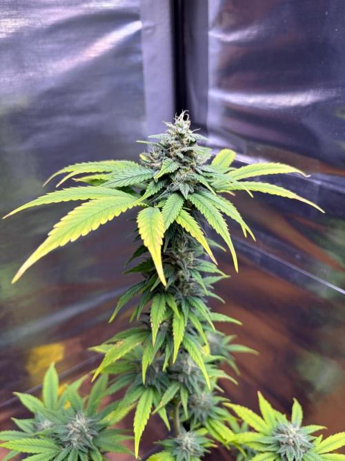 Auto with very rough start. Week 15