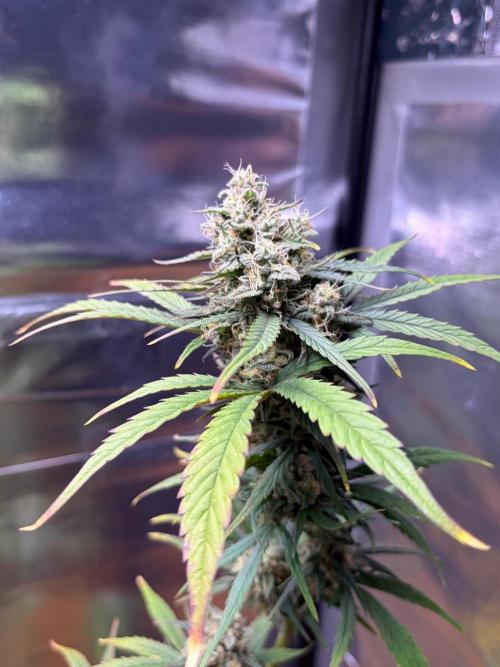 Auto with very rough start. Week 15