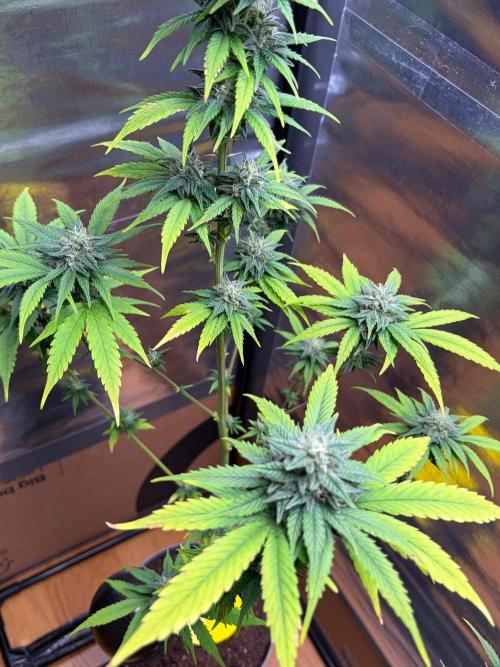 Auto with very rough start. Week 15