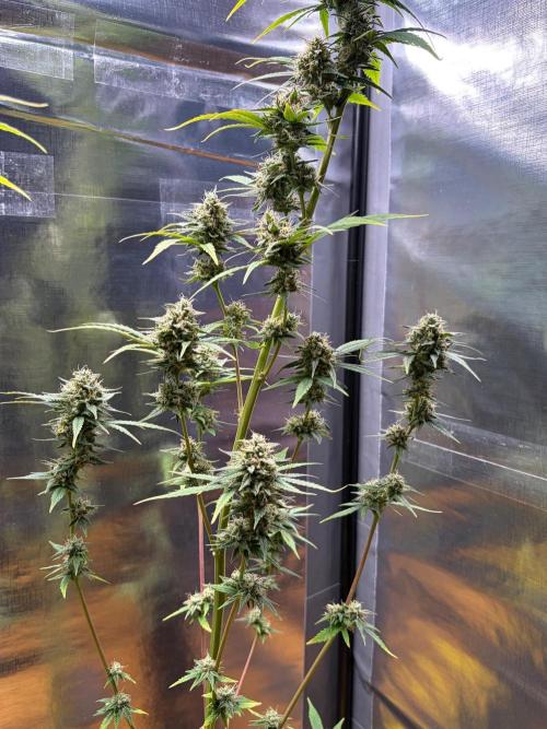 Auto with very rough start. Week 15