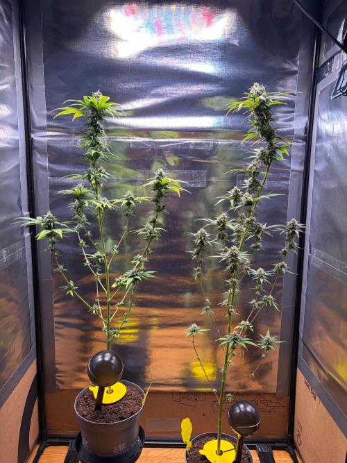 Auto with very rough start. Week 15