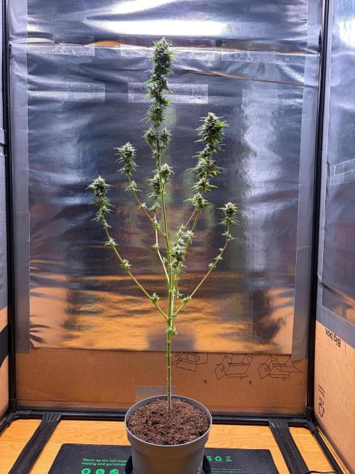 Auto with very rough start. Week 16