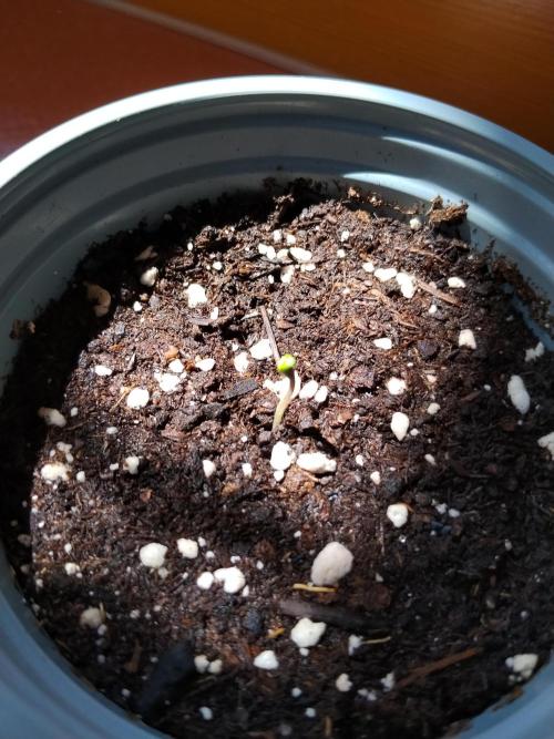 Gelato Auto 1st try. Week 0